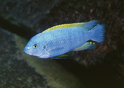 Labeotropheus fuelleborni 'Minos Reef'